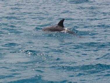 Swimming with dolphins, Zanzibar, DSC07853b
